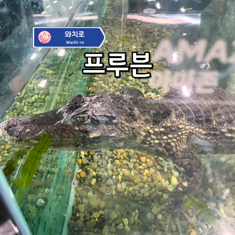 부산 영도 아이랑 가볼만한곳 "이색 파충류 카페 프루븐"