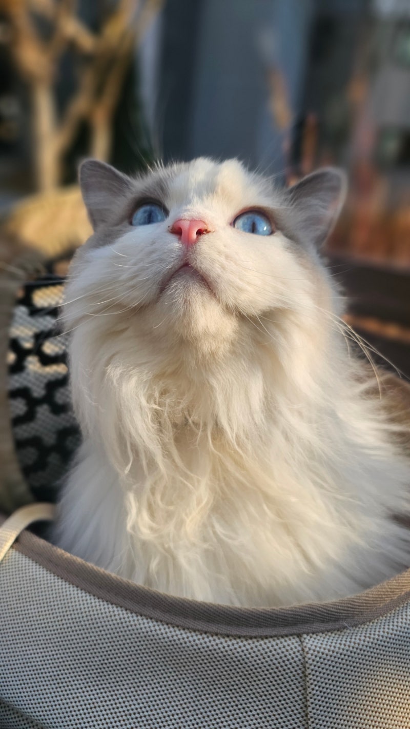 고양이 이동장 대신 백팩형으로 고른 고양이 이동가방