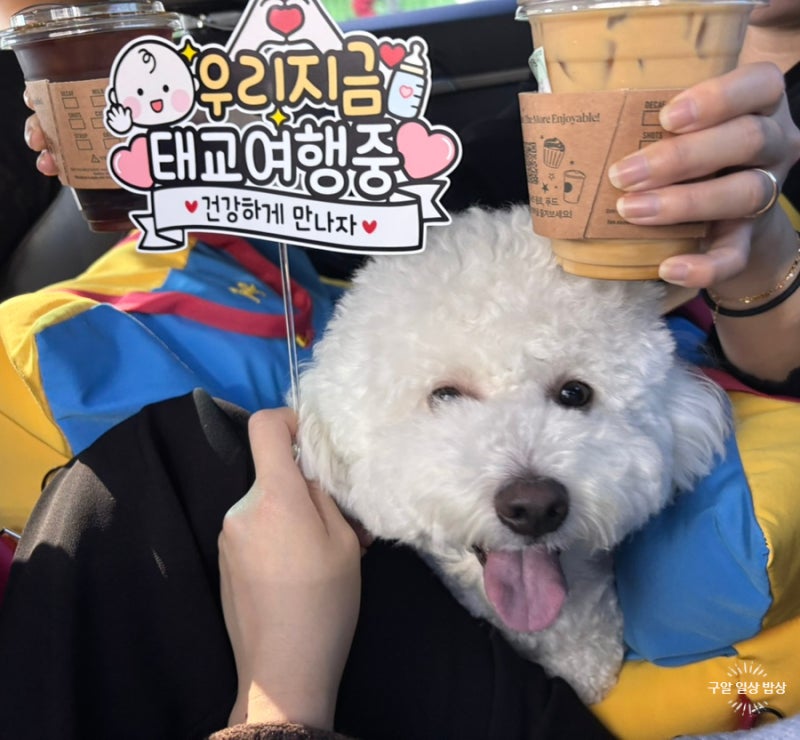 우당탕탕 애견동반&태교여행 군산 당일치기 기록
