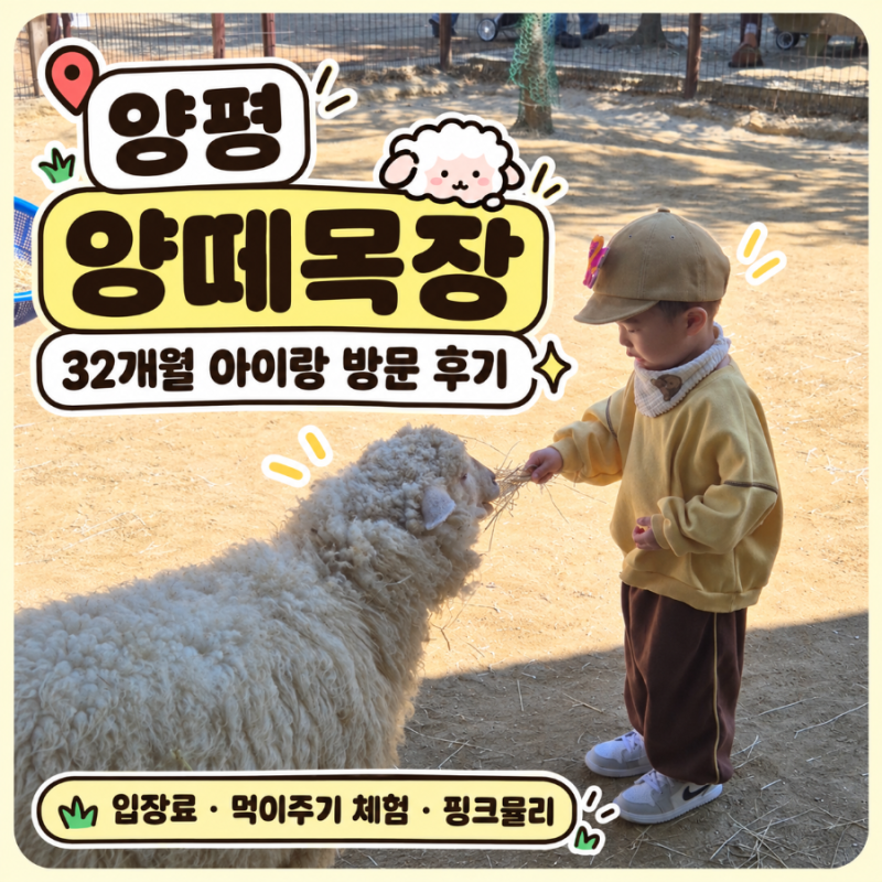 양평 양떼목장 32개월 아이랑 후기｜입장료 먹이주기 체험 핑크뮬리