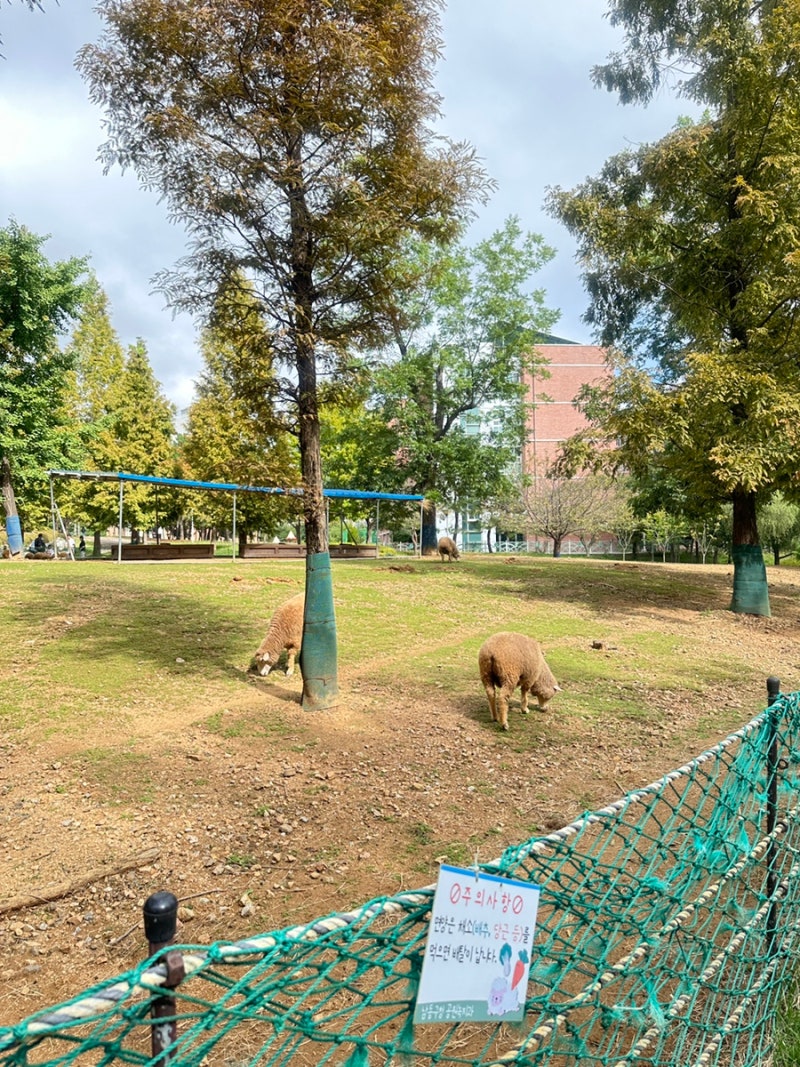아기랑 인천 가볼만한곳 ㅣ 국립인천해양박물관, 늘솔길공원 양떼목장