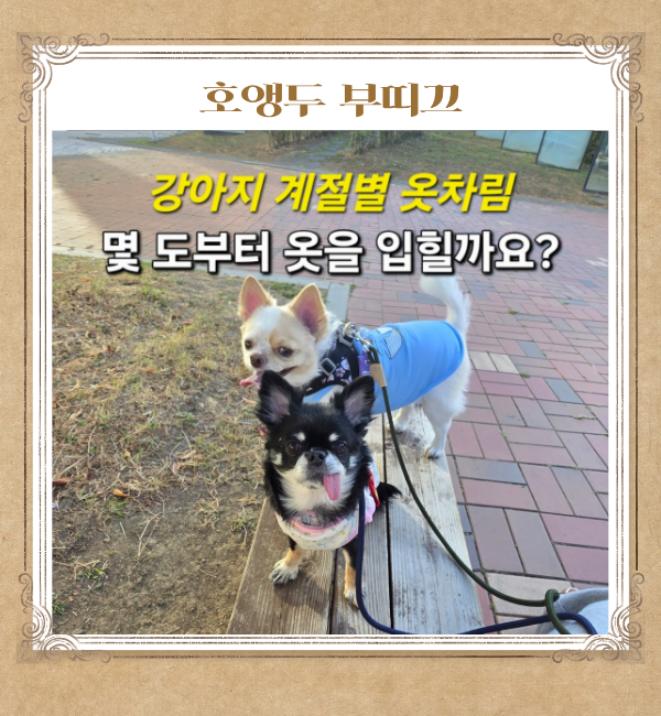 강아지 계절별 옷차림 몇 도부터 옷을 입힐까요?