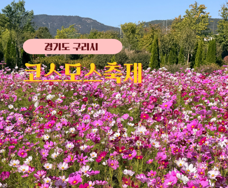 2026 구리 코스모스 축제, 직접 다녀온 개화 상태와 축제 초대가수 일정 라인업 총정리