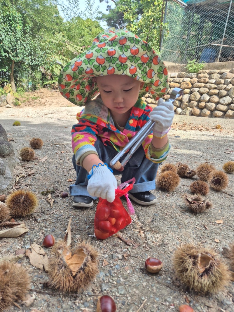 팔공산 자라니 농장:) 알밤줍기 체험,대구 시민안전테마파크
