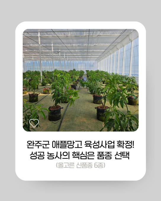 [완주군 농가 필수 필독] 완주군 애플망고 육성사업 확정! 성공 농사의 핵심은 품종 선택 (올....