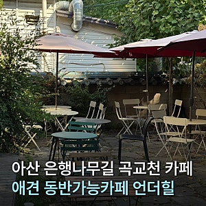 아산 곡교천 은행나무길 카페 추천 | 애견 동반가능! 치즈케이크가 맛있는 언더힐