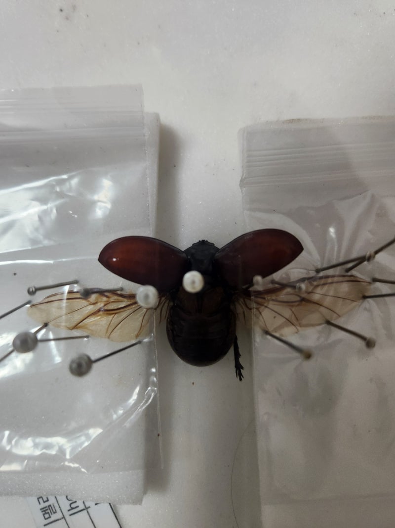 핑구이스장수풍뎅이 (Blabephorus pinguis) 오픈윙 전족 성공
