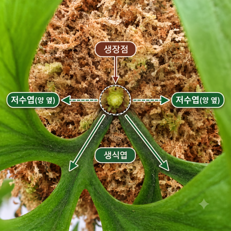 박쥐란 키우기 5편 | 중묘에서 성묘까지, 리들리 부작과 관리법