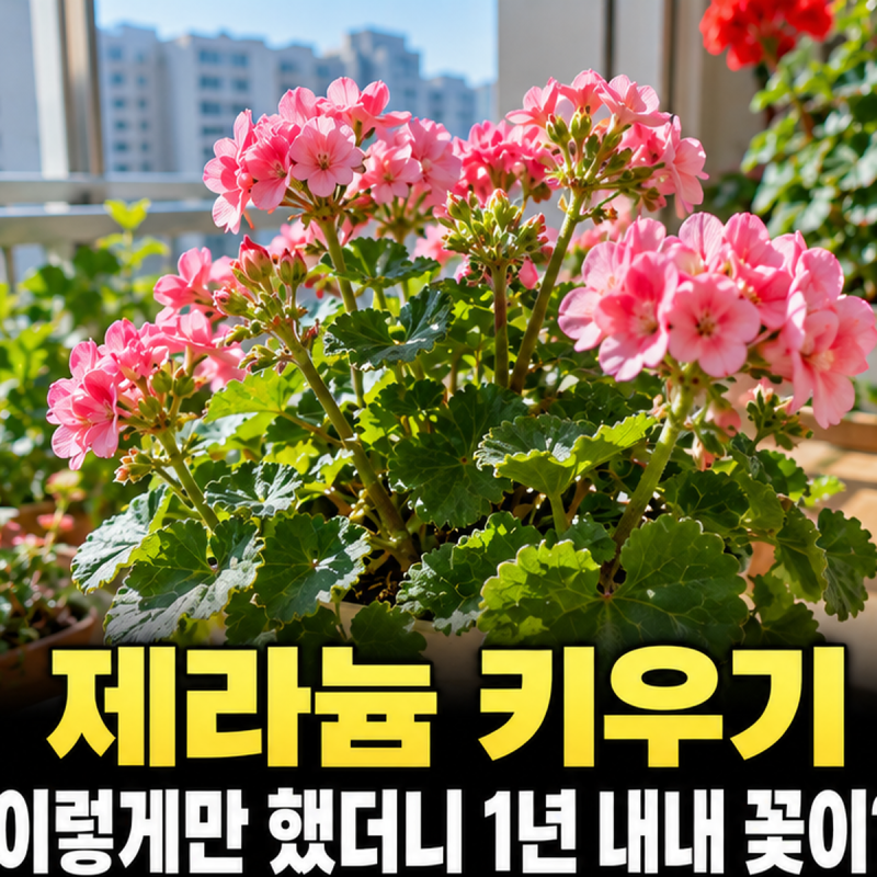 " 제라늄 키우기 7년, 가을에 가지를 정리했더니" 꽃대가 다시 올라왔어요