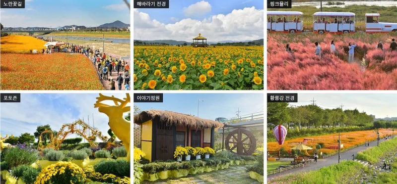 10월 한글날 연휴 어디 갈까? 전국 가을 꽃 축제 및 나들이 명소 BEST 5