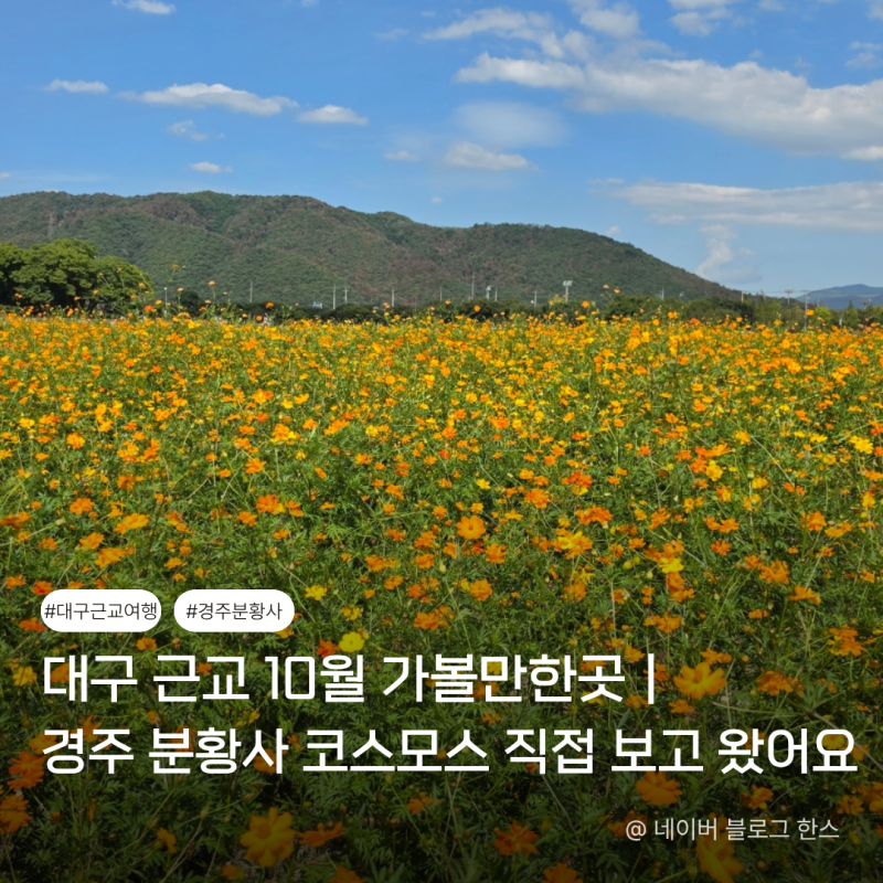 대구 근교 10월 가볼만한곳｜경주 분황사 코스모스 직접 보고 왔어요