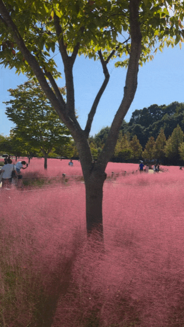 합천 핑크뮬리 | 신소양체육공원, 사진첩만 바빠진 가을 산책
