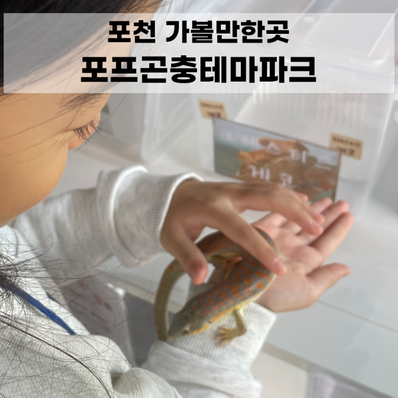 포천 가볼만한곳 아이와 포프곤충테마파크｜뱀·도마뱀 체험 후기