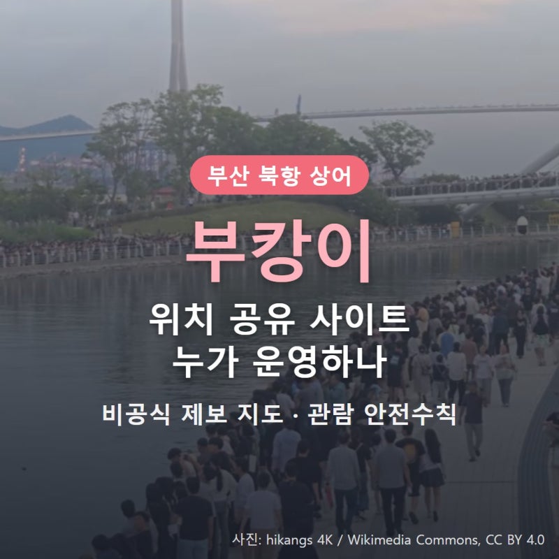 부산 북항 상어 부캉이 위치 공유 사이트, 비공식 운영·안전수칙 정리