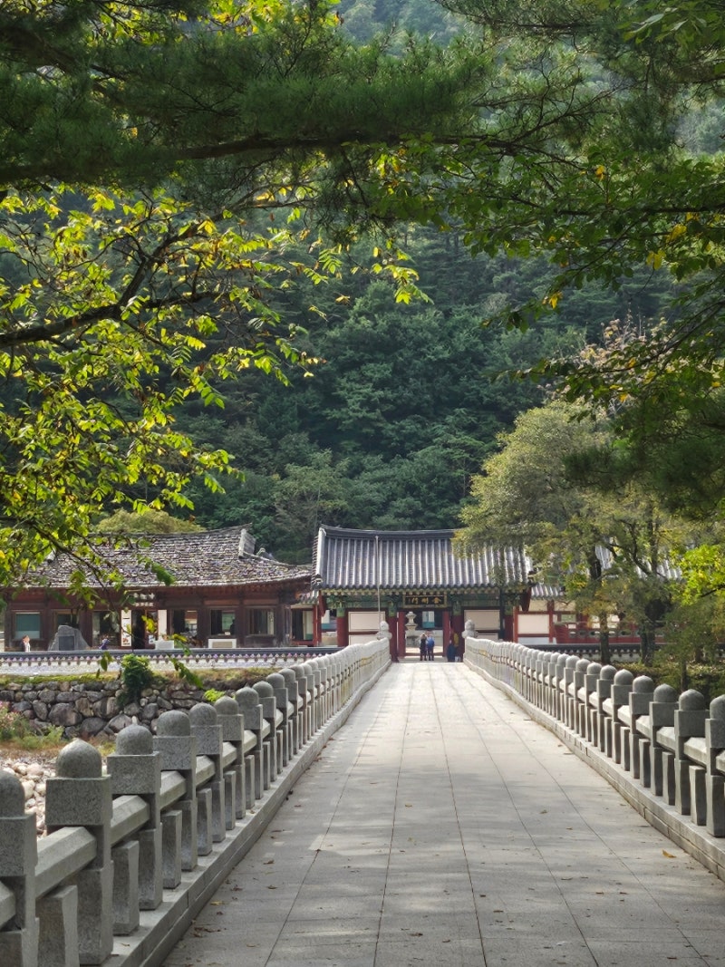 강원도 인제 가볼만한곳 추천 ｜자작나무숲·백담사·원통시장 여행코스