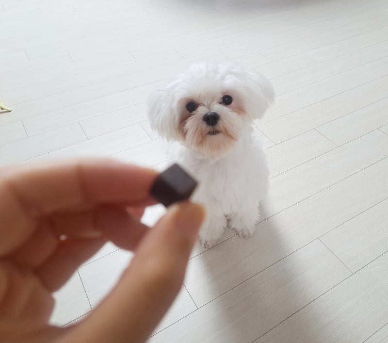 기호성 좋은 강아지관절영양제 닥터퓨어랩