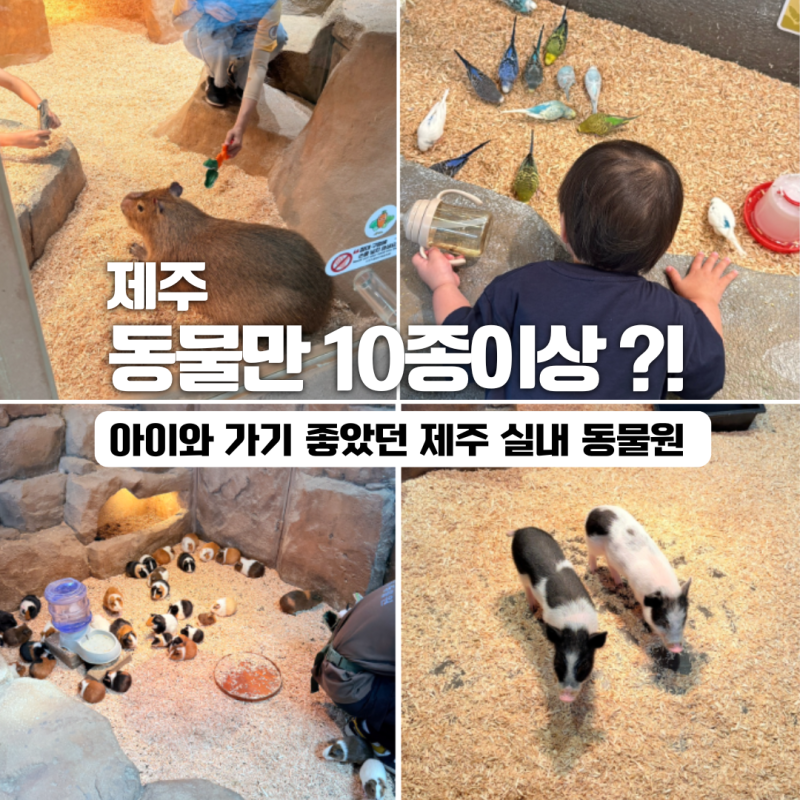 제주 아이와 가볼만한곳 신화월드 모모쥬 동물원｜카피바라부터 새모이 체험까지(주차,입장....