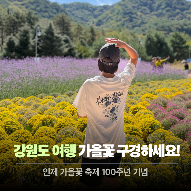 속초 여행 지금 가볼만한 곳 추천!! 인제 가을꽃축제