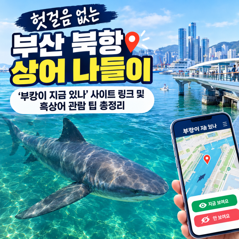 헛걸음 없는 부산 북항 상어 나들이: '부캉이 지금 있나' 사이트 링크 및 흑상어 관람 팁 총정....