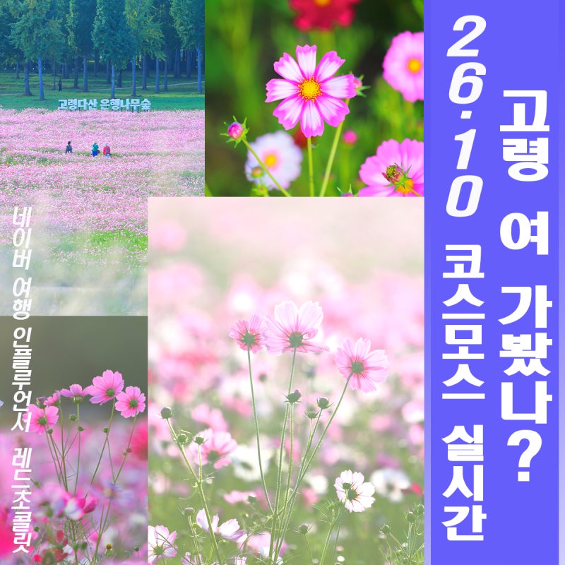 대구 근교 가을에 꽃구경 가볼만한곳 고령 다산 은행나무숲 코스모스 명소 나들이 데이트코....