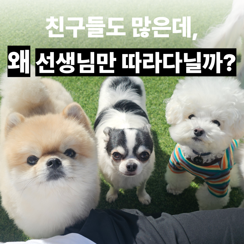 [광주애견유치원] 친구보다 선생님만 따라다니는 강아지, 왜 그럴까요?
