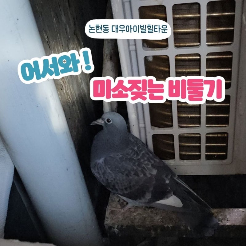 논현동 대우아이빌힐타운 비둘기퇴치｜좁은 실외기실 비둘기똥 청소부터 퇴치망 설치까지