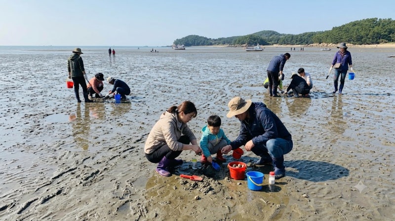 10월 태안 맛조개 체험 완벽 가이드: 무료 포인트, 물때표 확인법, 펜션 선택 팁