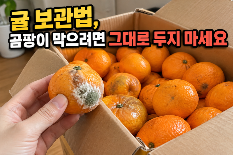 귤 보관법, 곰팡이 막으려면 한 박스 그대로 두지 마세요