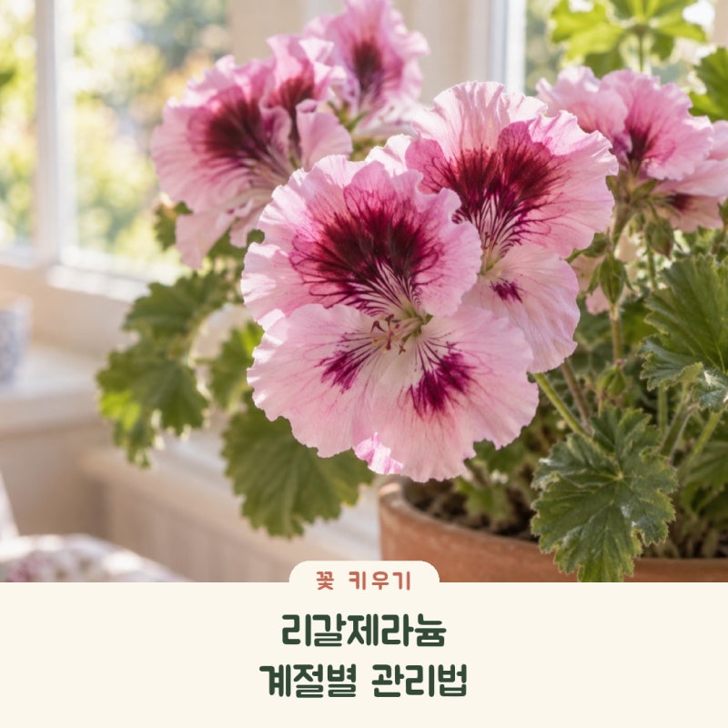 리갈제라늄 키우기, 물주기부터 삽목·가지치기·겨울 관리까지