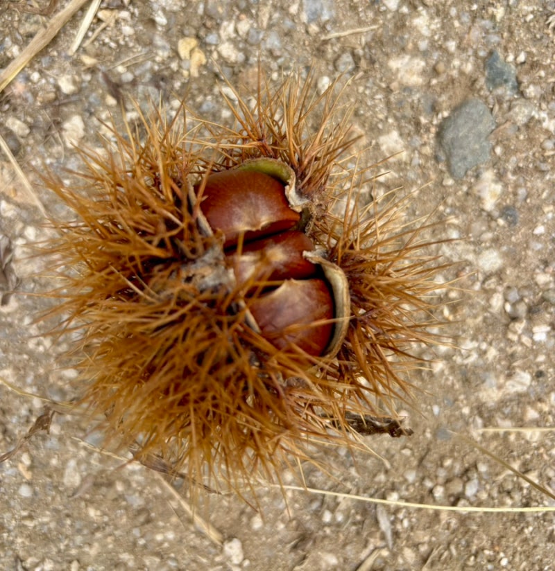 밤따는 시기 밤줍기 밤 따는 곳 따는법 장비 없이 이렇게