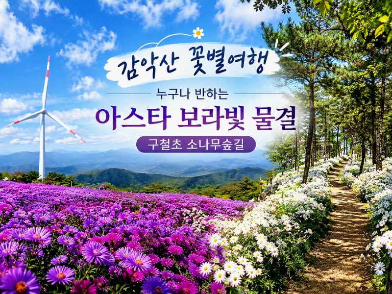 가을꽃 구경 거창 감악산 꽃 별 여행/아스타 국화 구절초까지 100% 만개 모든 곳이 포토존