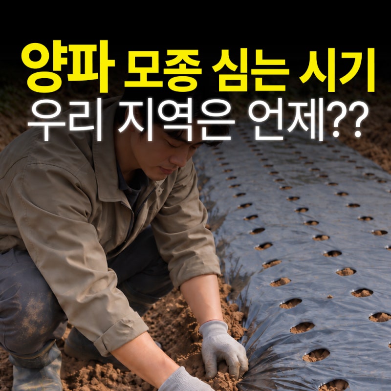 양파 모종 심는 시기, 10월 초에 심어도 될까?