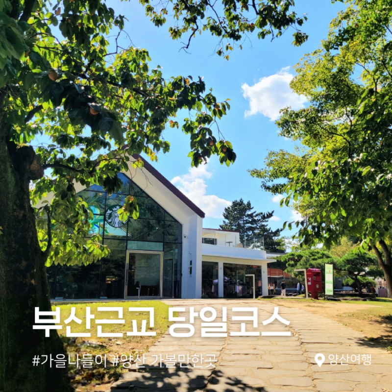 [나만의 관광지도] 부산근교 당일치기 :: 메밀꽃밭, 언양불고기, 분위기 좋은 카페까지 유명....
