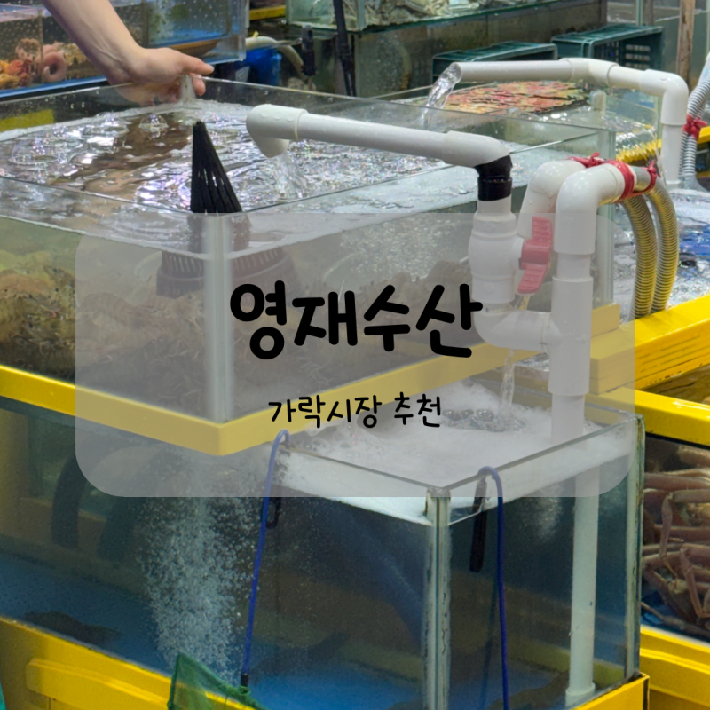 [가락시장 맛집] 제철 생새우와 꽃게는 여기로! 신선함 끝판왕 '영재수산' 내돈내산 후기