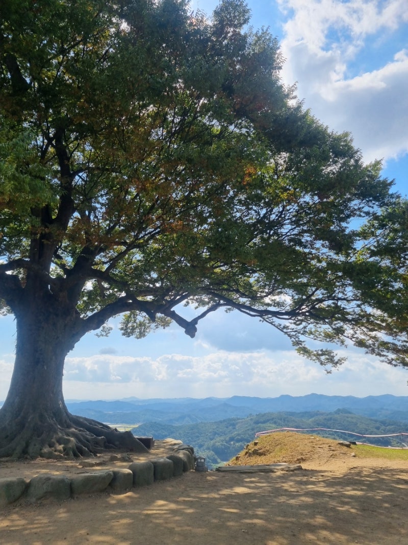 충남 부여) 성흥산성 사랑나무(26.10.5. 월).