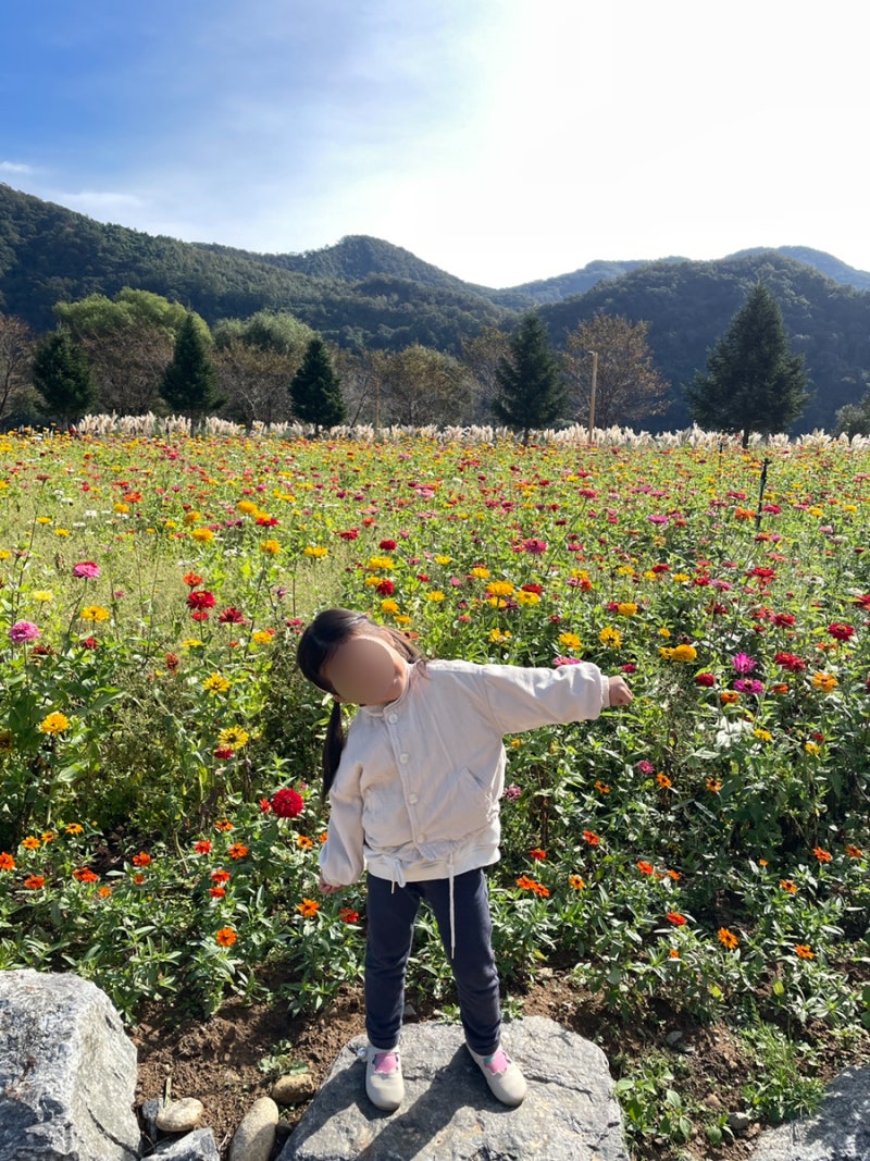 가평 자라섬 꽃축제 가을날씨를 즐기기에 너무 좋았던 곳 아이랑 추천
