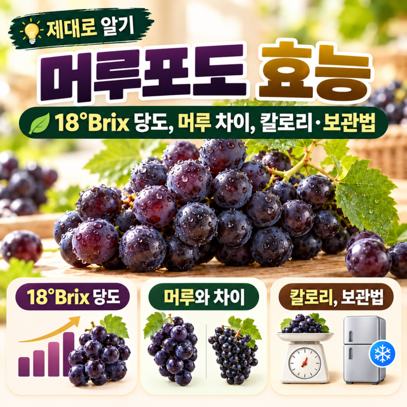 머루포도 효능 제대로 알기: 18브릭스 당도와 머루 차이, 칼로리·보관법 정리