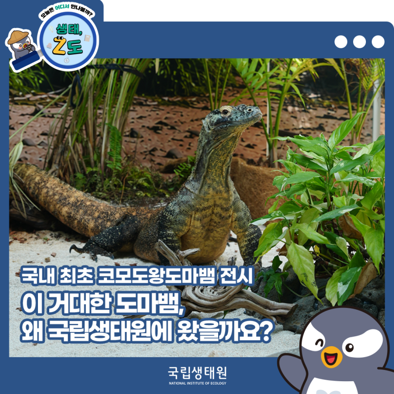 국내 최초 코모도왕도마뱀 전시, 이 거대한 도마뱀, 왜 국립생태원에 왔을까요?