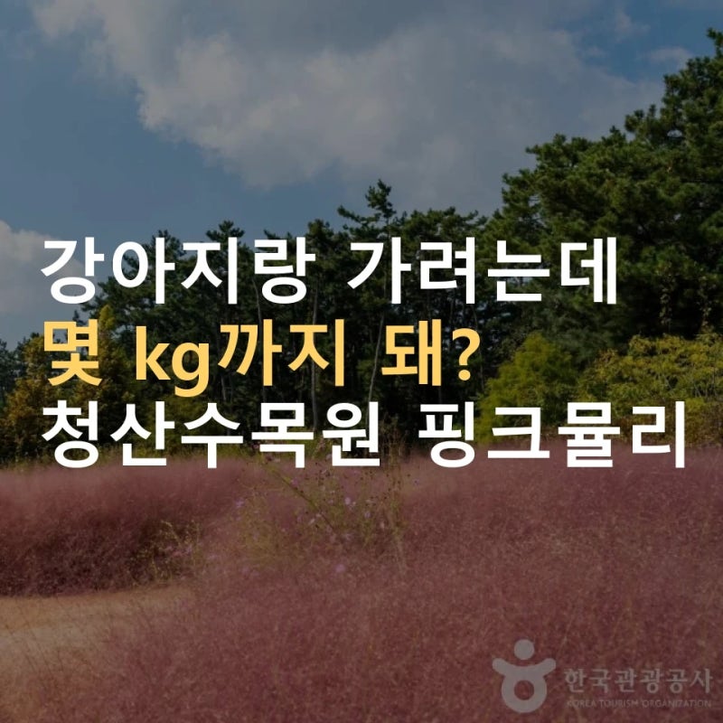 태안 청산수목원 핑크뮬리 개화 시작 ｜ 입장료·강아지 동반 10kg·팜파스 축제