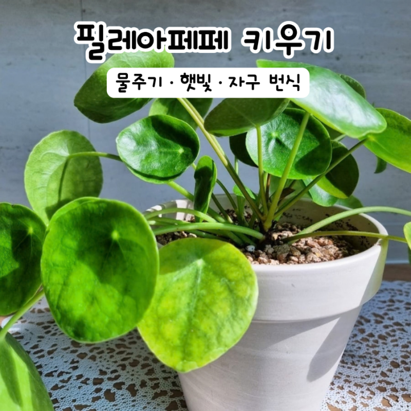 필레아페페 키우기 물주기 햇빛 자구 번식까지 쉬운 식물