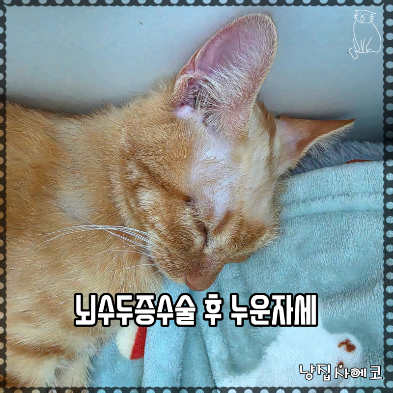 고양이 뇌수두증 수술 후 눕히는 방향도 중요할까?