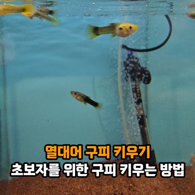 초보열대어 구피 키우기 먹이 주기는? 어항 물 온도 물갈이 환수 청소, 초보자를 위한 구피 ....