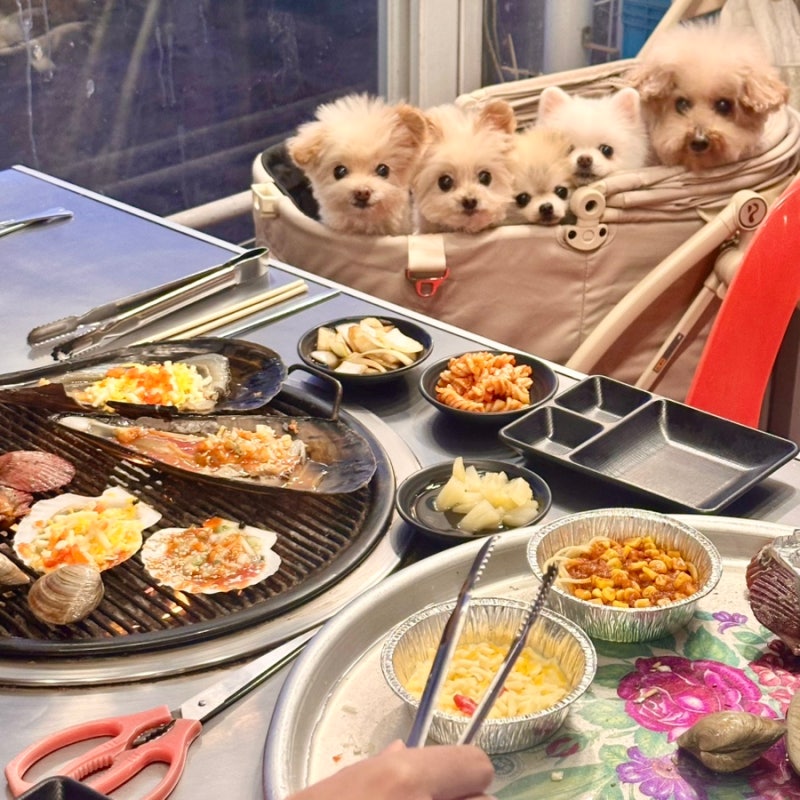 영종 을왕리 조개구이 무한리필 별빛조개포차, 애견동반 식당 후기