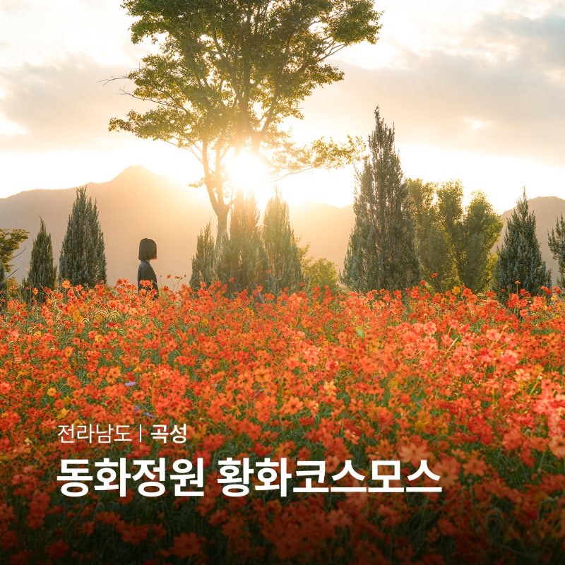 곡성 동화정원 황화코스모스 10월 전남 꽃구경 광주근교 드라이브