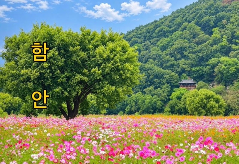 경남 가을꽃 여행지 함안 악양둑방 황화 코스모스 백일홍 4만평의 1ㅡ2 코스 전체 모습 지금....
