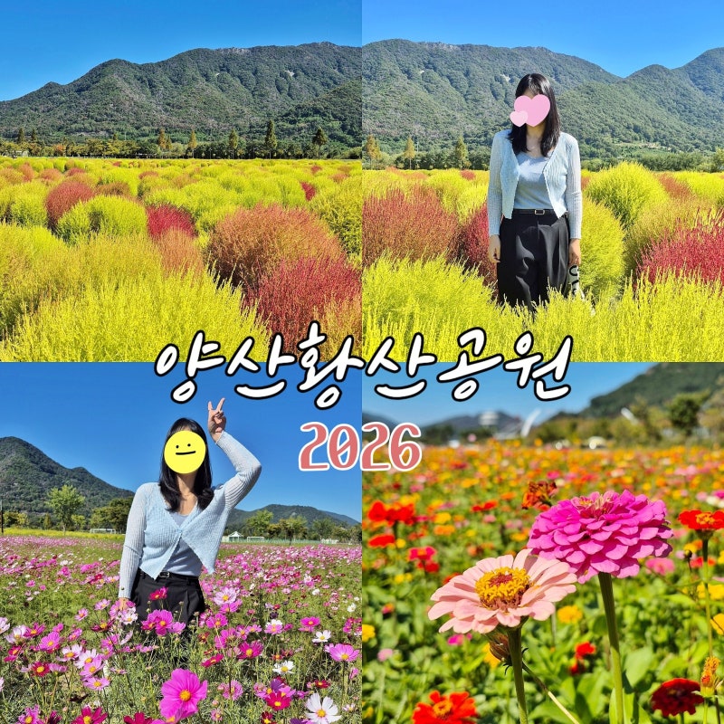 매년 찾게 되는 가을 감성 스팟! 부산 근교 여행지 양산 황산공원 댑싸리 코스모스 현황