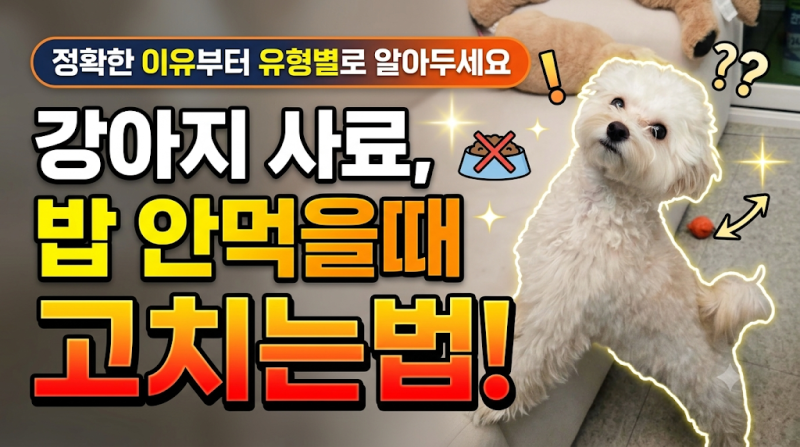 강아지 사료, 밥 안먹을때 이유와 고치는법 유형별 대처방법 팁!