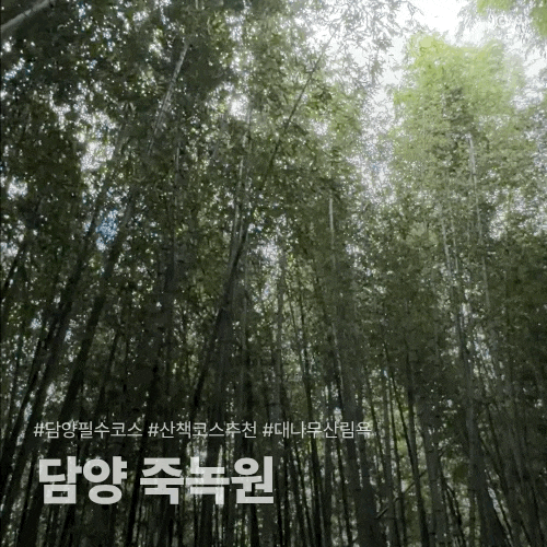 담양 죽녹원 산책코스 후기 | 정문과 후문, 주차공간 추천까지