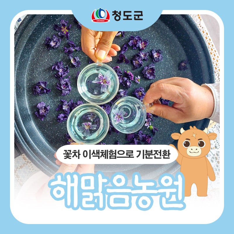 청도 꽃차 이색체험으로 기분전환! 해맑음농원