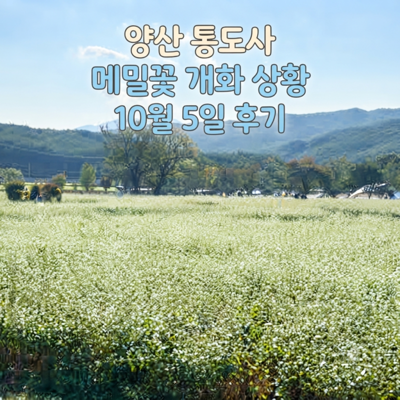 [양산 통도사]메밀꽃밭 10월 5일 개화현황(만개)｜주차·위치·가는길·요금 총정리